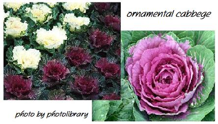 花言葉は“愛を包む”