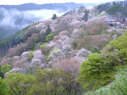 朝もやの吉野５.JPG