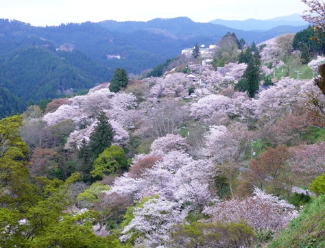 縮小吉野下千本３.JPG