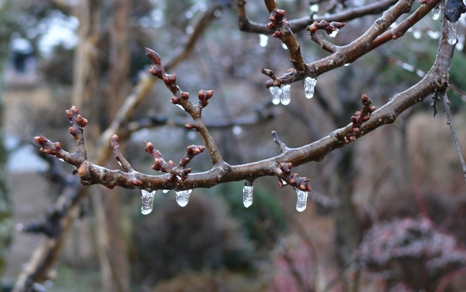 梅の木も氷の滴.JPG