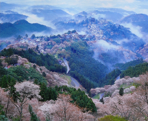 吉野山の桜.JPG