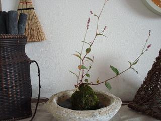 kokedama2.jpg