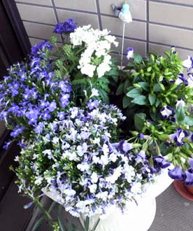 植え替え青系のお花.jpg