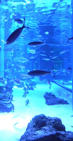 水族館デート２.jpg