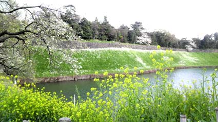 桜と菜の花.jpg