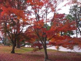 東福寺紅葉