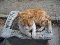 ホメロス　叙事詩　トロイ　猫　ネコ　ヴァン猫　ターキュッシュアンゴラ