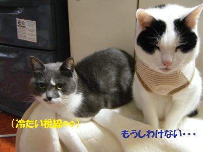こたつカバーは、洗濯中です。