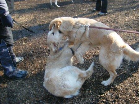 エコルちゃんと