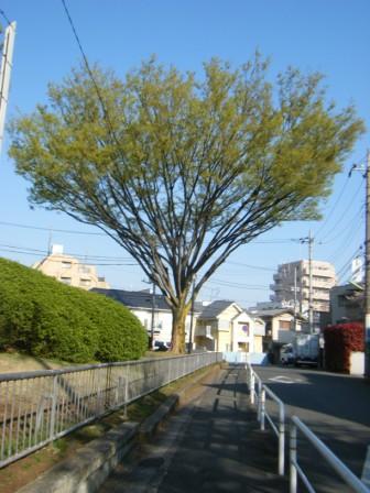 けやきの芽吹き