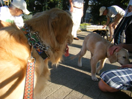 犬の交差点