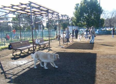 神代植物公園ドッグラン
