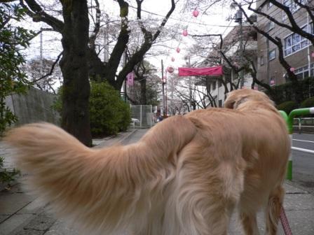 花冷え