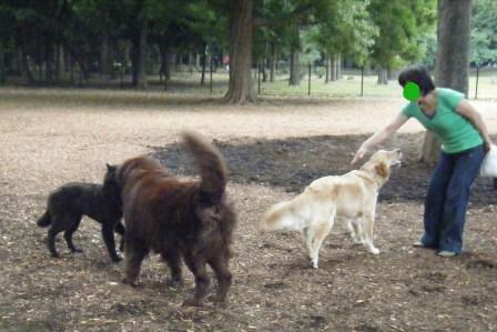 代々木公園ドッグラン