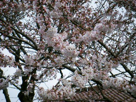 やっと桜さく