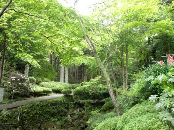 両子寺　新緑5月