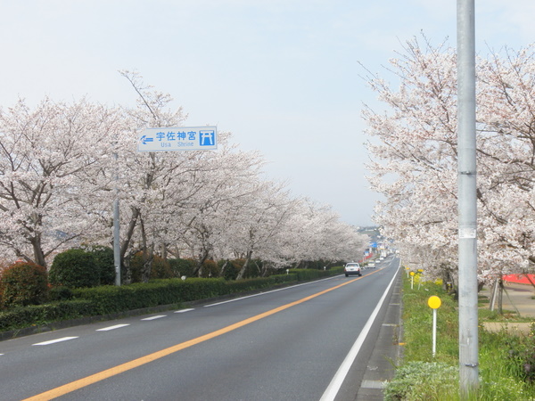 宇佐神宮前　国道10号線の桜