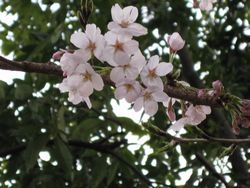 桜5.jpg