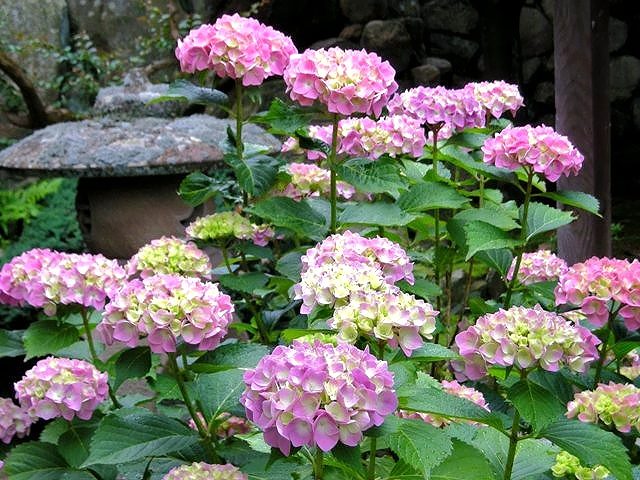 お花の根元に甘い蜜 ジュラのお散歩花日記 楽天ブログ お花の根元に甘い蜜 ジュラのお散歩花日記 楽天ブログ