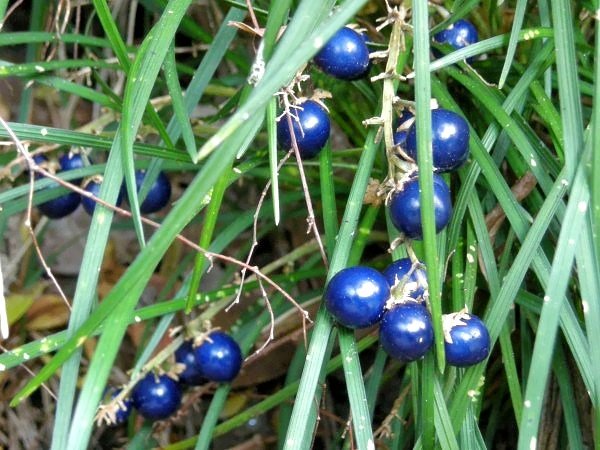 ジャノヒゲ 6.jpg