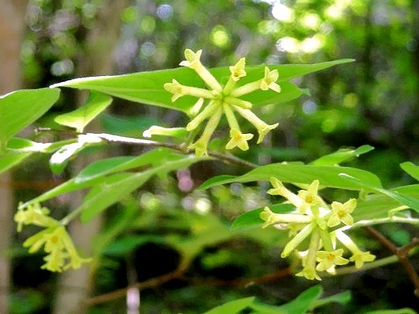 106ページ目の 道端のお花 ジュラのお散歩花日記 楽天ブログ