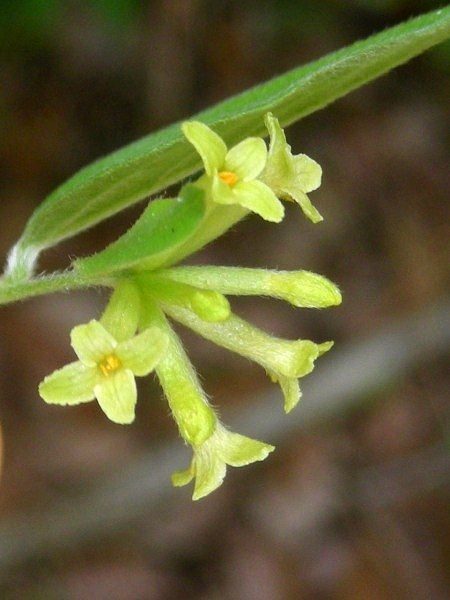 107ページ目の 道端のお花 ジュラのお散歩花日記 楽天ブログ