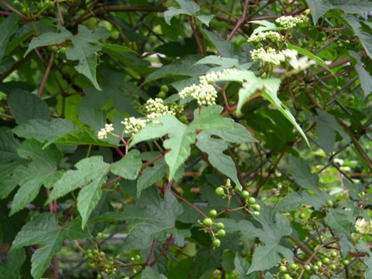 ノブドウ　全体.jpg