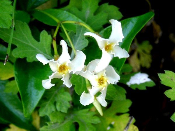 107ページ目の 道端のお花 ジュラのお散歩花日記 楽天ブログ