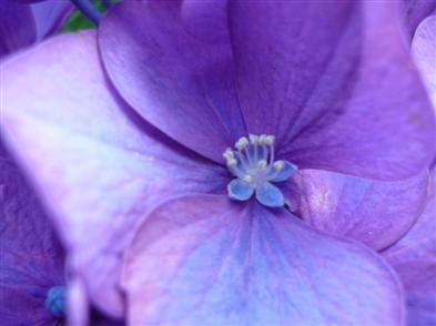 あじさいの花２