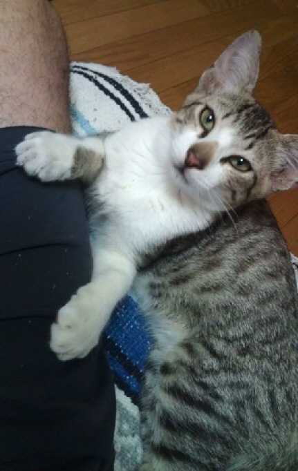 新入社員のコイちゃんです!