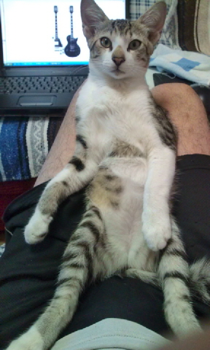 よろぴくニャ~!