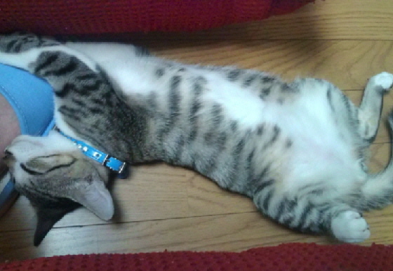 猫ふんじゃった♪