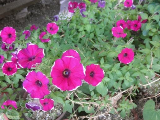 P7130034sy.JPG