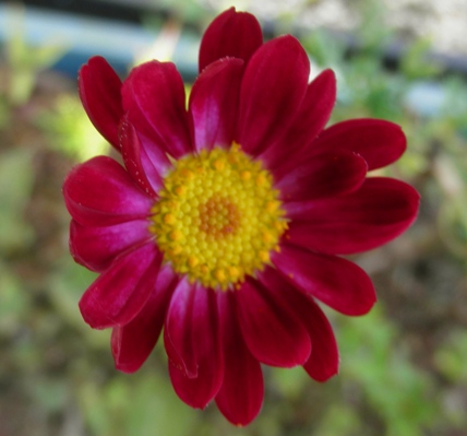 P5130052sy.JPG