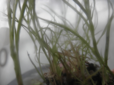 P1050060sy.JPG