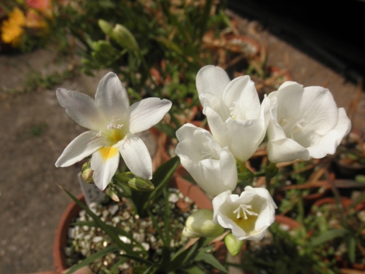 P5090007sy.JPG