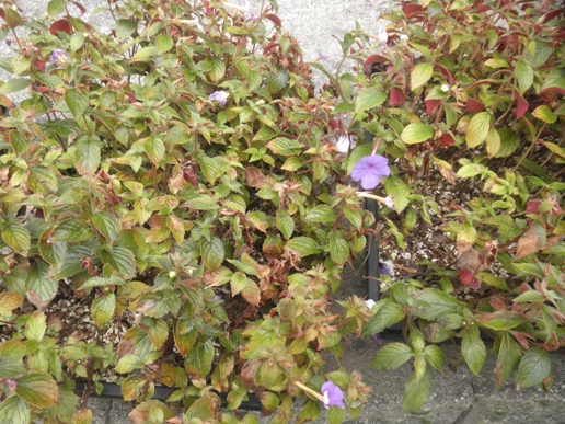 PB100023sy.JPG