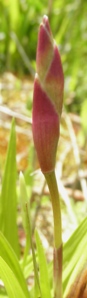 P5130077sy.JPG
