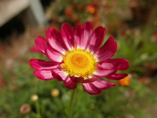 P5250013sy.JPG