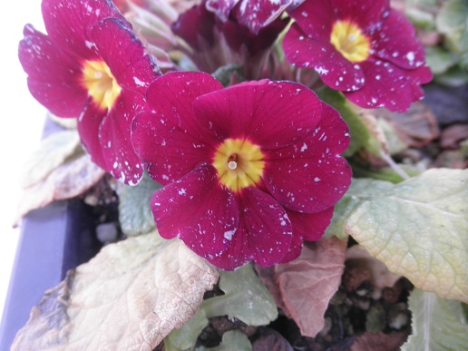 P1180004 - コピー.JPG