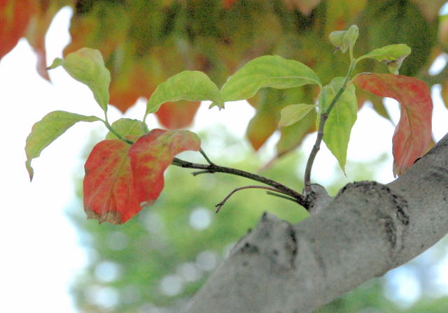 hanamizuki/leaf