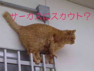 トラ３