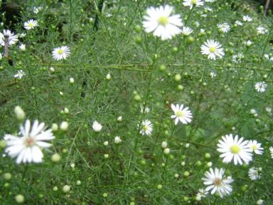彼岸の花