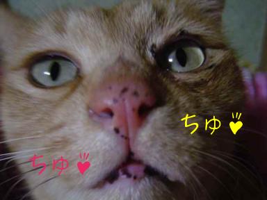 トラ５