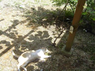 バーゴラの下の猫