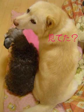 シュー＆ミリー