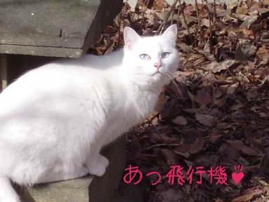 雪子２