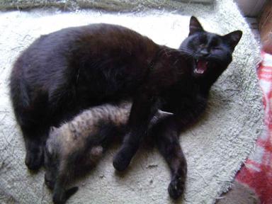 ピー＆仔猫にゃん