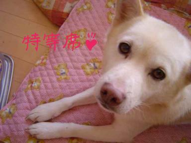 シュー