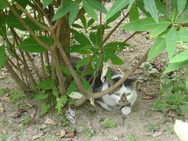 猫の日傘２